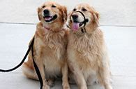 Naples pet sitter and dog walker by paw prints concierge. Naples Pet Sitter, Liberty Home And Pet Services, Naples ...