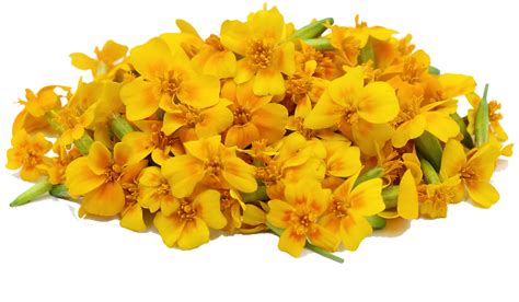 Download Marigold File Hq Png Image In Different Resolution Freepngimg
