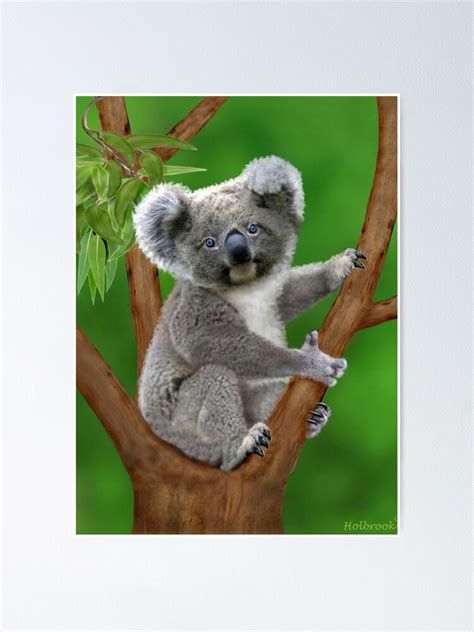 Blue Eyed Baby Koala Bear Poster For Sale By Holbrookart Redbubble