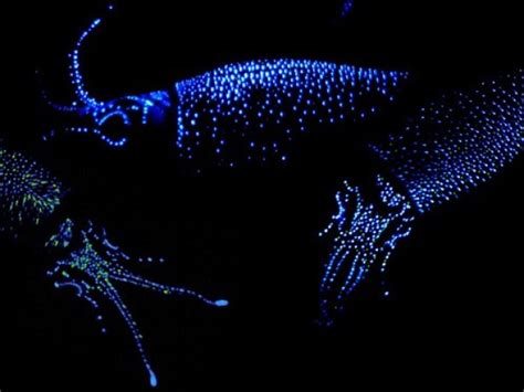 25 Amazing Firefly Squid Fun Facts