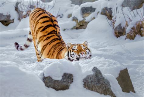 Tiger Snow Wallpaperhd Animals Wallpapers4k Wallpapersimages
