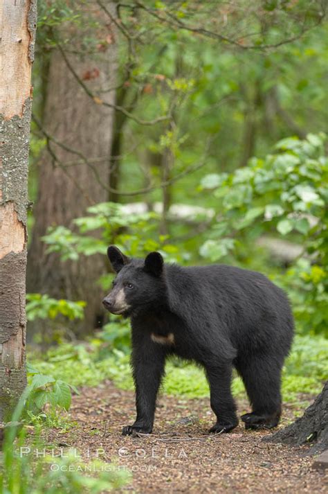 Black Bear Walking In A Forest Ursus Americanus Orr Minnesota