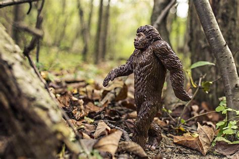 Ohio It Seems Is One Of The Best Places In The Us To Spot Bigfoot