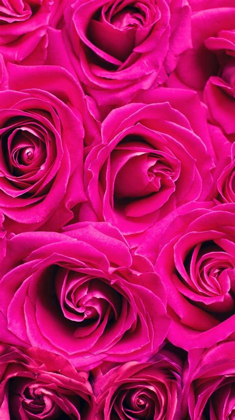 Dark Pink Roses Wallpapers Top Free Dark Pink Roses Backgrounds