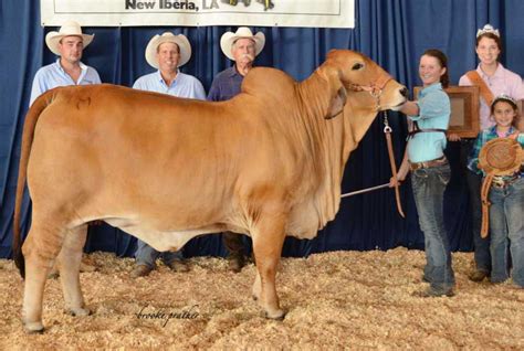 Select from premium brahman cattle of the highest quality. Brahman Show Cattle