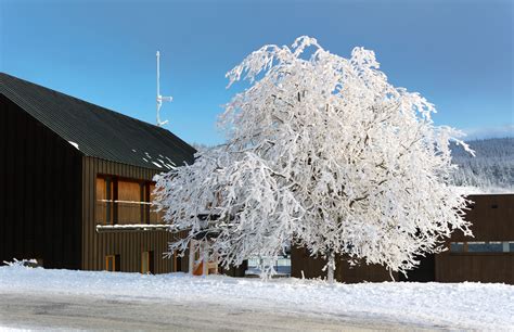 Frozen Tree And House Copyright Free Photo By M Vorel Libreshot