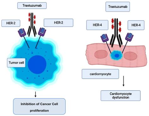 Mode Of Action Of Trastuzumab And Its Cardiotoxicity Induction Download Scientific Diagram