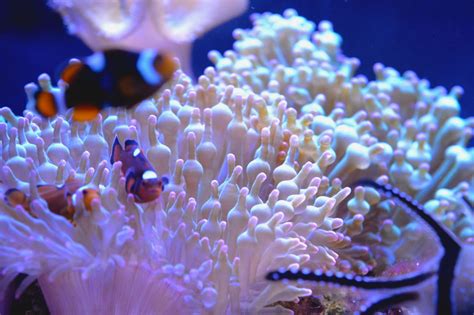 Fascinating Facts About Sea Anemones You Never Knew