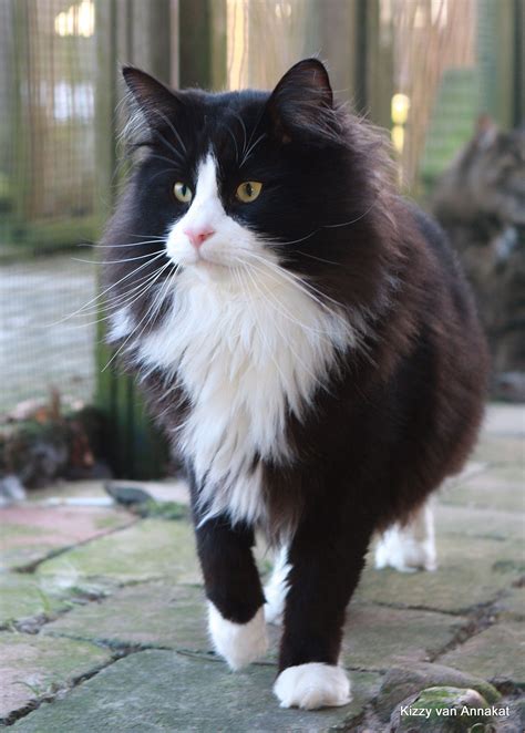 20 Most Popular Long Haired Cat Breeds Norwegian Forest Cat