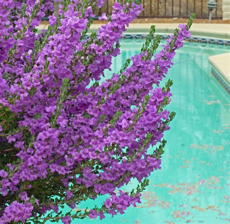 Eden Ashley Purple Flowering Plants In Texas Garden With Texas Sage