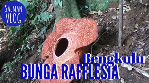 Bunga rafflesia arnoldi atau bunga padma raksasa. Pertama Kali Melihat Bunga Rafflesia - Bengkulu Trip ...