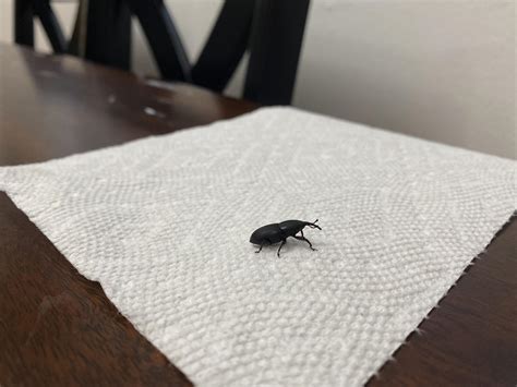 What Beetle Is This He Was Found In My Second Floor Bathroom
