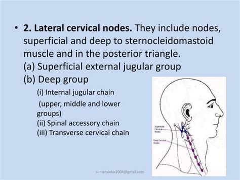 Cervical Lymph Adenopathy