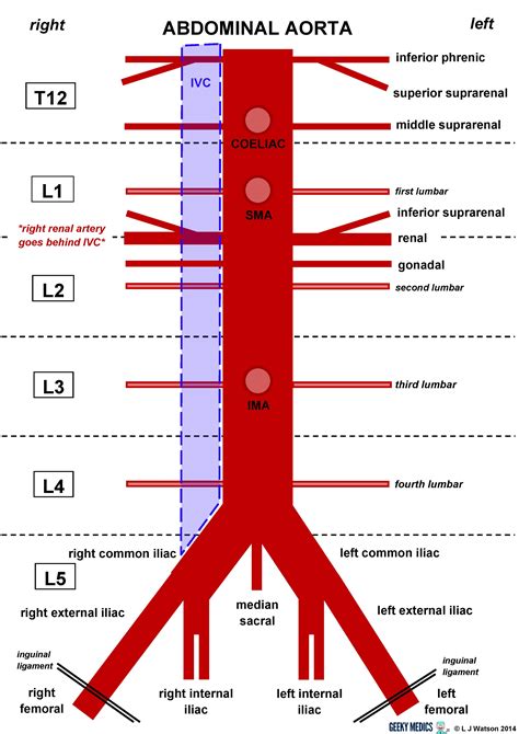 Anatomy Of Abdominal Aorta The Inferior Mesenteric Artery Position