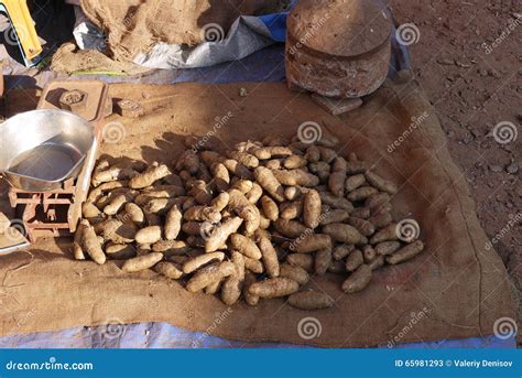 sale of exotic hairy potato stock image image of exotic india 65981293