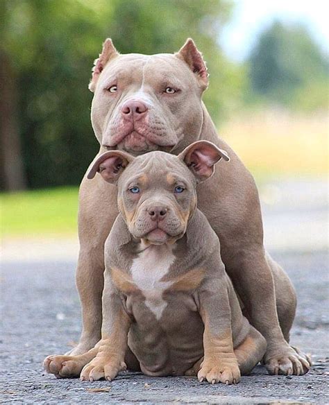 Favorite this post jul 13 pitbull pups. Pin on Red nose pitbull puppies