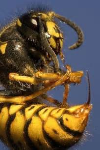 Killer Bee Creatures Pinterest
