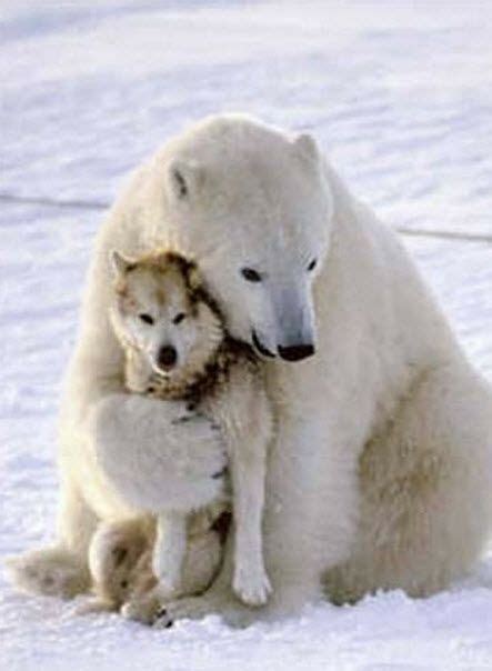 Polar Bear Hugs Wolf Animals And Pets Funny Animals Wild Animals