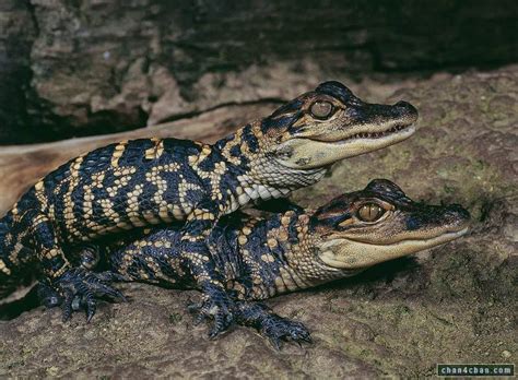 sex crocodile nature