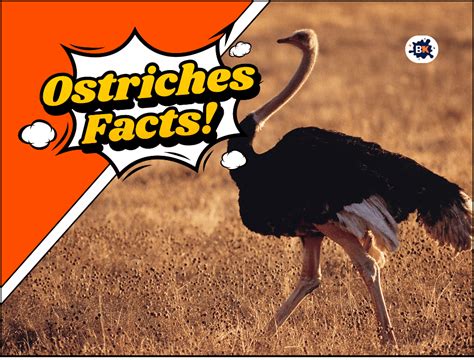 28 Ostriches Facts Everything You Need To Know