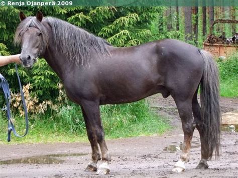 images  finnhorse  pinterest dressage palomino  ponies