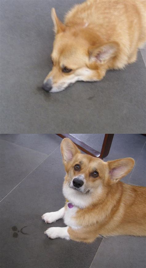 16 Corgis Who Promise Not To Trip The Queen