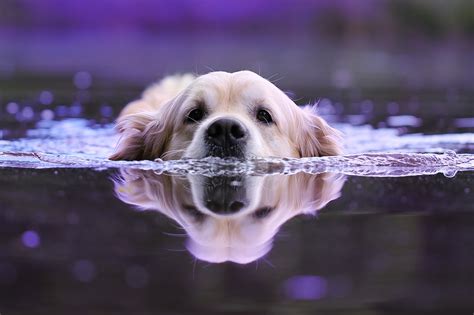 Tiere im Sommer - NutraPro