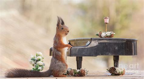 Red Squirrel Playing On A Piano Photograph By Geert Weggen Fine Art
