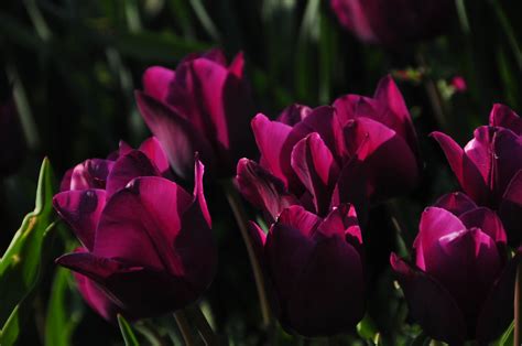 Royal Deep Purple Tulips Purple Tulips Deep Purple Tulips