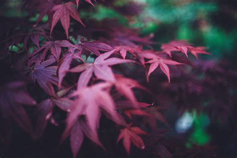 Free Images Green Nature Tree Red Maple Leaf Pink Woody Plant