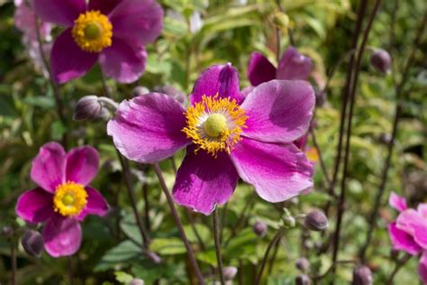 How To Grow Japanese Anemones Thompsons Plants And Garden Centres
