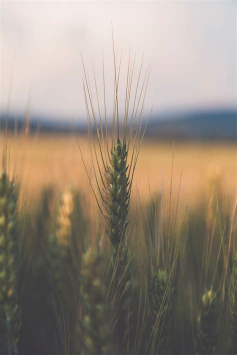 250 Engaging Wheat Photos · Pexels · Free Stock Photos Wheat Field