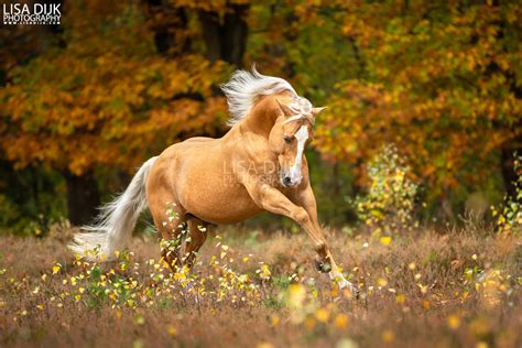 Paarden Lisa Dijk Photography