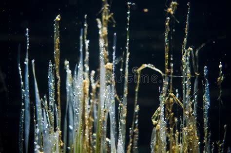 Closeup Of Beautiful Aquatic Plants Underwater Stock Image Image Of
