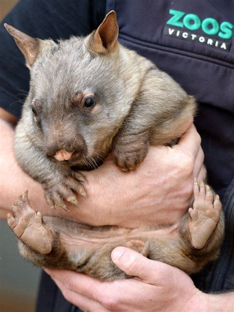 Stop Everything And Look At This Baby Wombat Baby Wombat Wombat Baby
