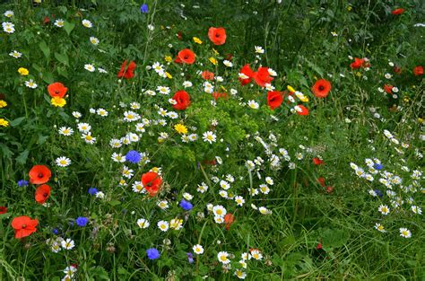 Summertime Poppies Cornflowers And Daisies Wabbit 144 Flickr