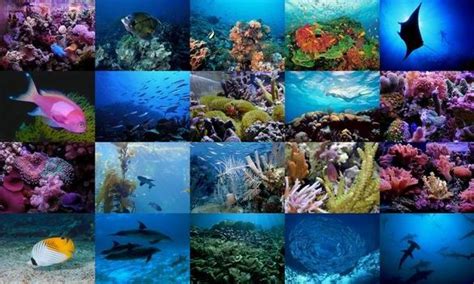 Beautiful Collage Of Ocean Life Ocean Life Photo