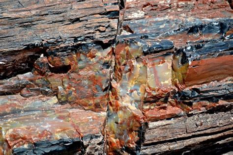 Petrified Wood Free Stock Photo Public Domain Pictures