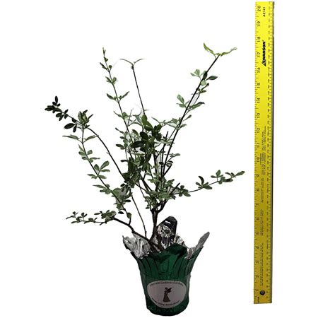 Jasmine Primrose Mesnyi Live Plant Size Cascading Growth Habit Fragrant