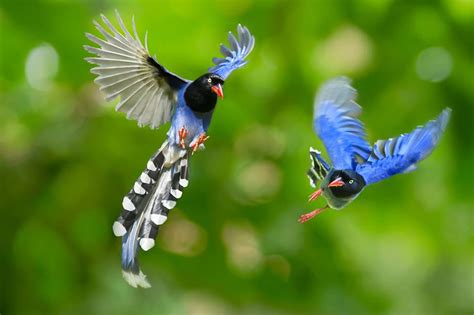 Most beautiful birds: Taiwan Blue Magpie - Strange Sounds