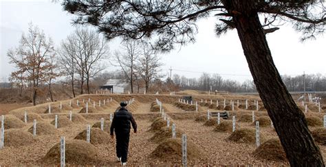 Anonymous Korean War Dead Still Await Trip Home The New York Times