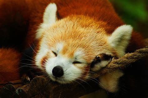Red Panda Sleeps By Aric Jaye Via 500px Who Can Look At This Dear