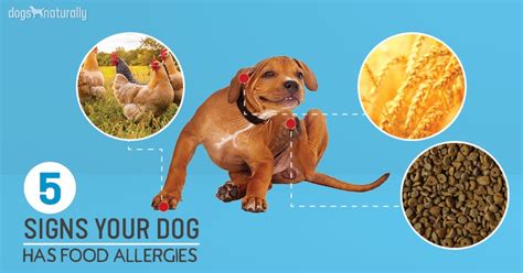 5 Signs Your Dog Has Food Allergies Dogs Naturally