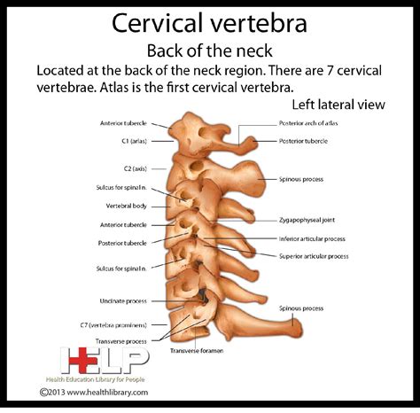 Cervical Vertebra Back Of Neck Anatomy And Physiology Cervical