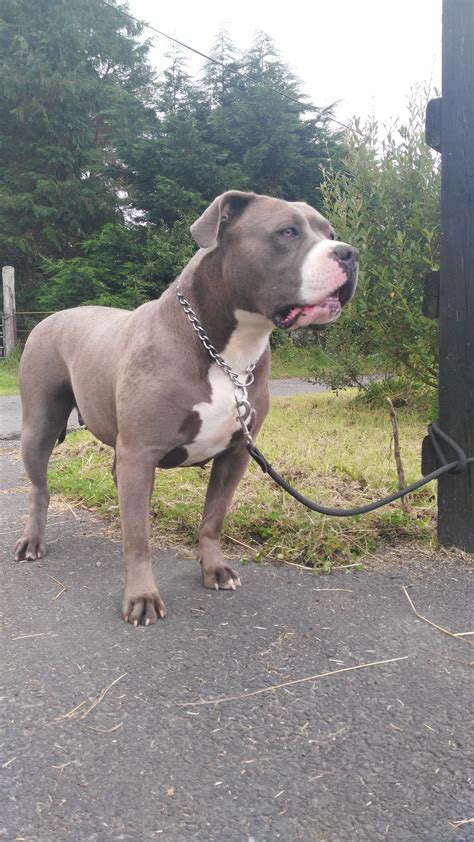 What you put in is what you get out. American Bully Xl - American Bully Xl Puppy Diet Guide ...