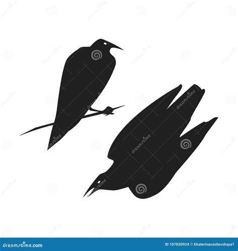 Jackdaw Isolated On White Background Smart Synanthrope Bird With Black