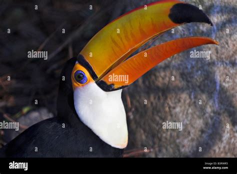 A Ramphastos Toco Or Toco Toucan The Largest Known Toucan Stock Photo