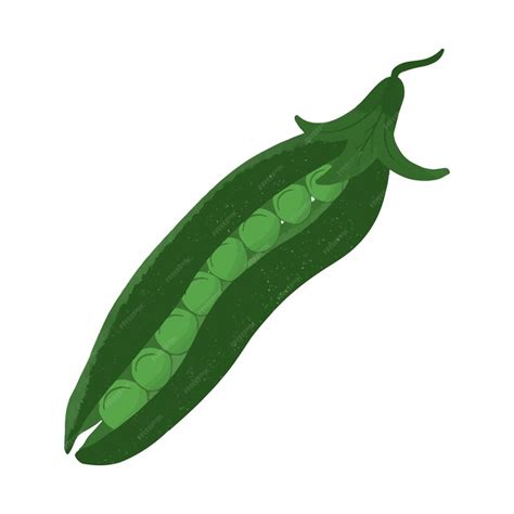 Premium Vector Green Peas Hand Drawn Organic Farm Food Isolated
