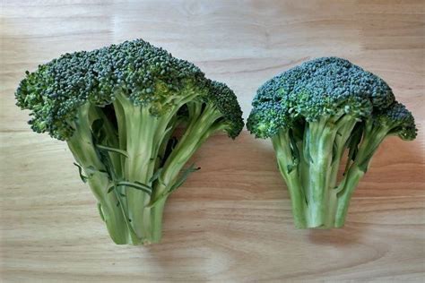 How To Grow Broccoli From Stem Scraps Beginners Guide
