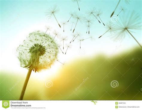 Dandelion In The Wind Dandelion Dandelion Seed Wind